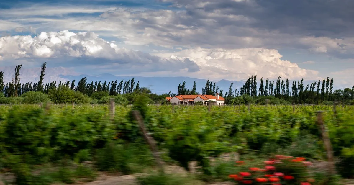 Cafayate vineyard valley
