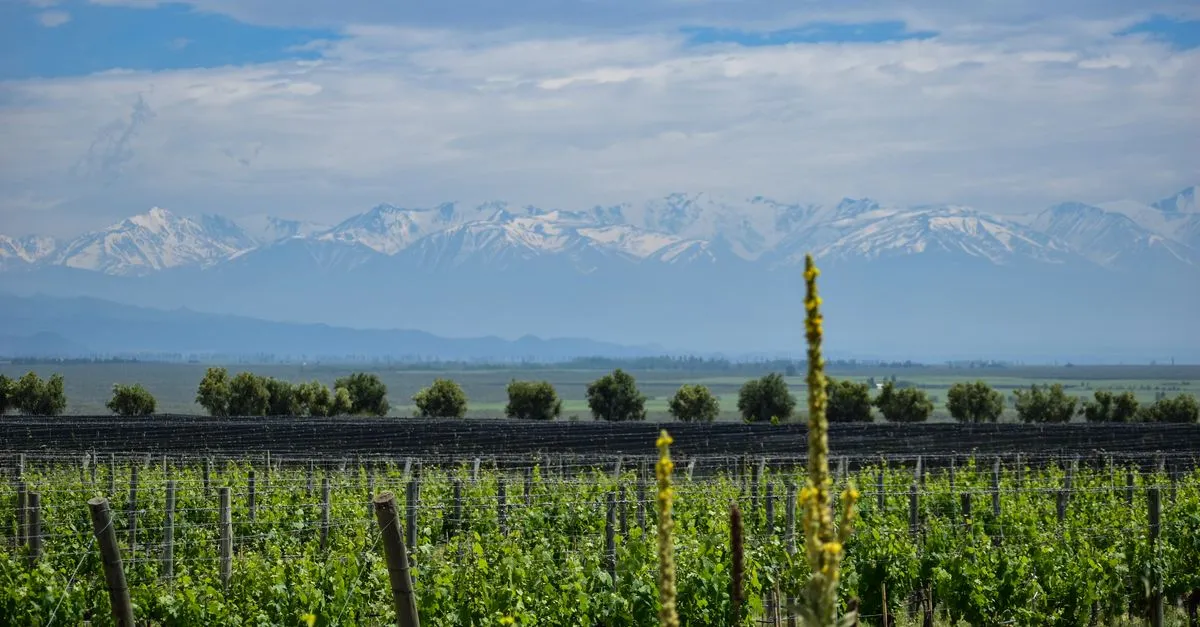 Mendoza wine region Andes