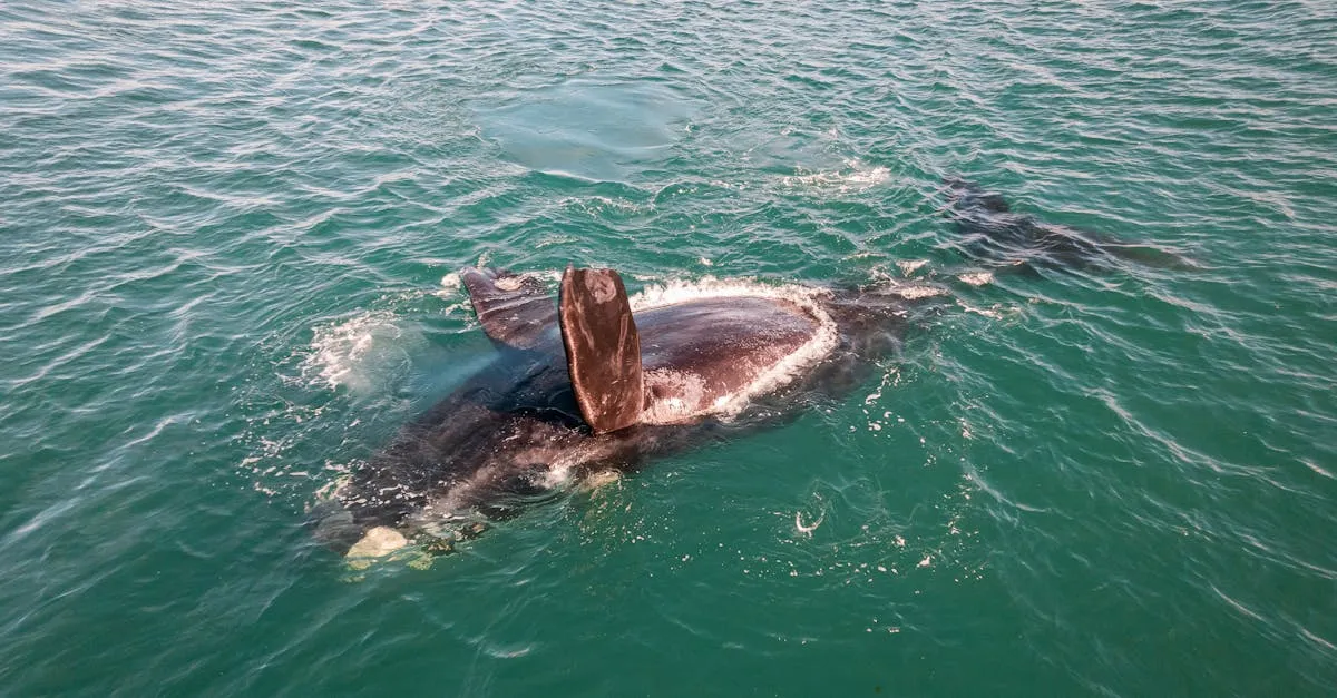 Península Valdés whale