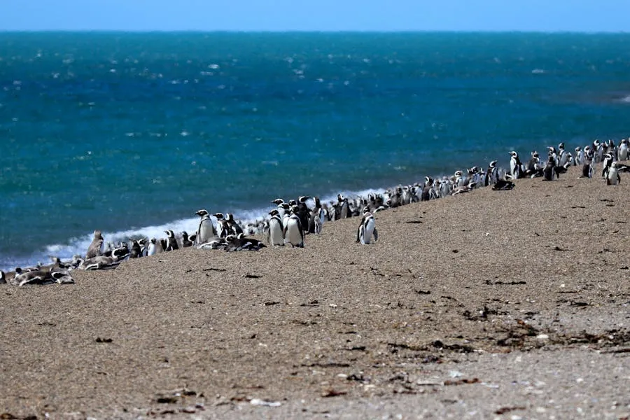 Argentine wildlife