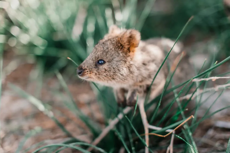Quokka on Rottnest Island with sandy beach behind