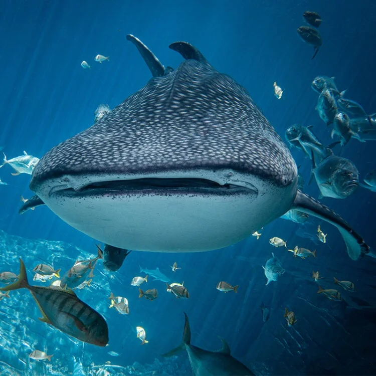 Whale Shark at Ningaloo Reef