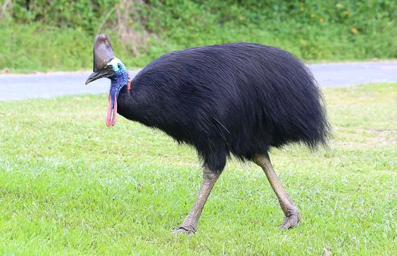 Cassowary