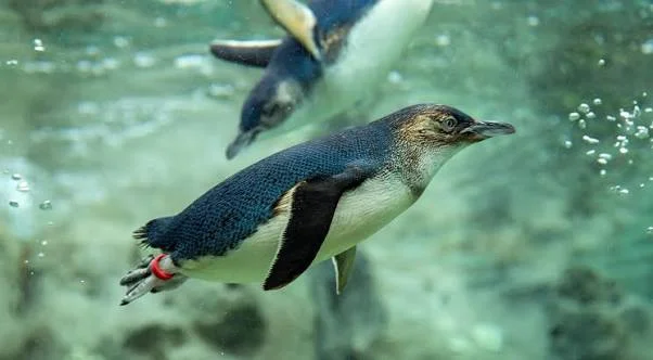 Little penguin