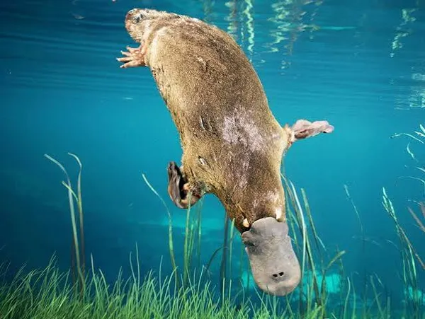 Platypus