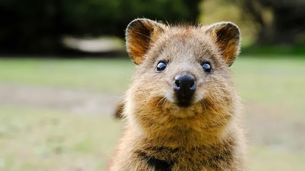 Quokka
