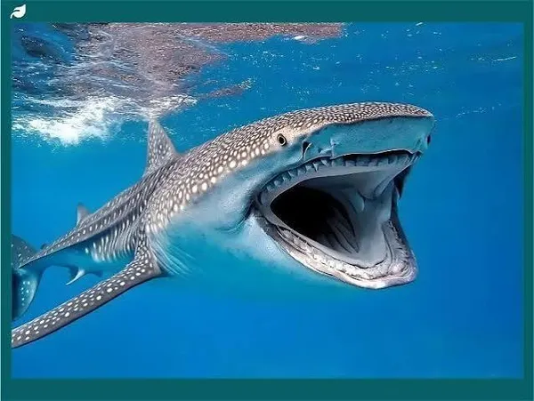Whale Shark
