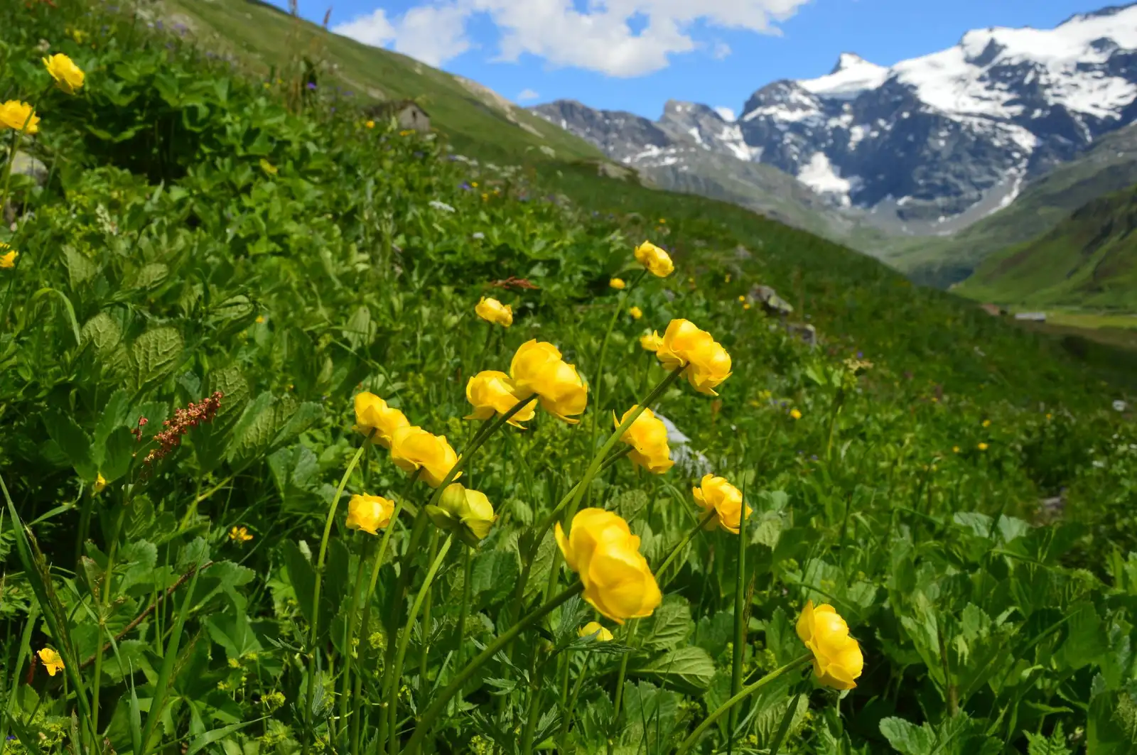 Alpine meadow full of wildflowers with the Austrian Alps in the distance