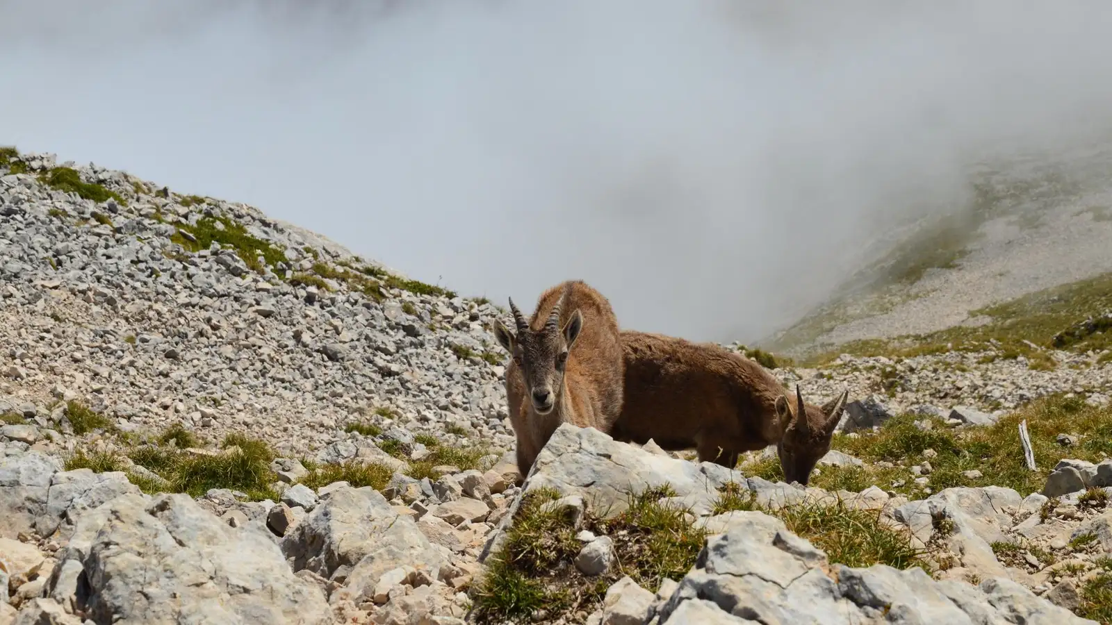 An ibex standing on an Austrian alpine ridge