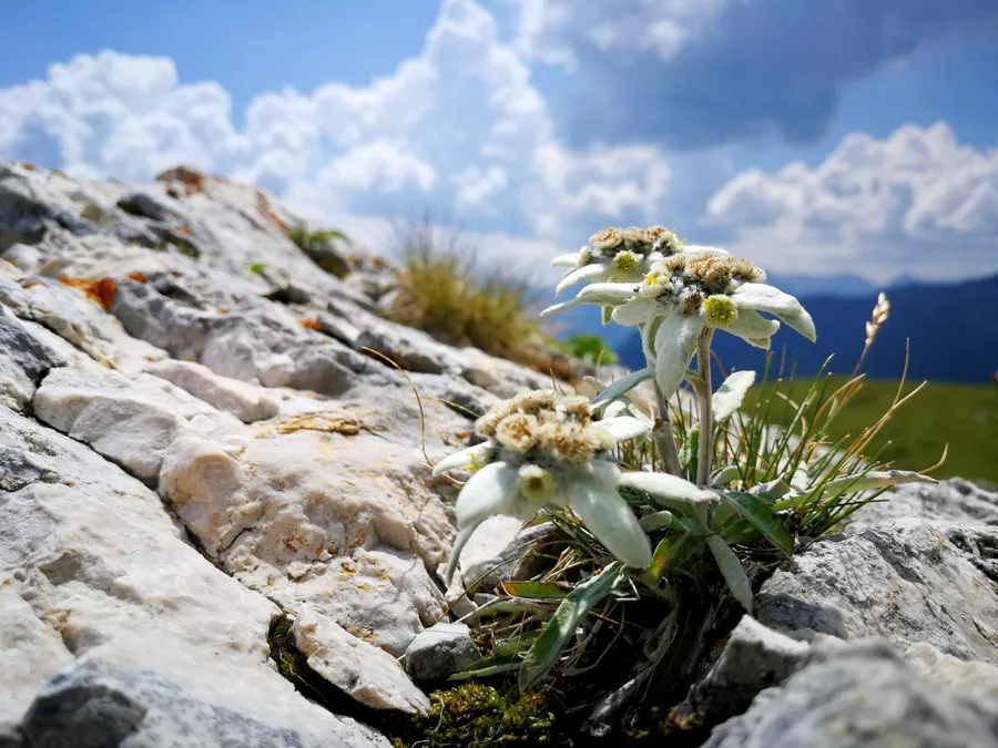Edelweiss and gentian on an alpine rock face