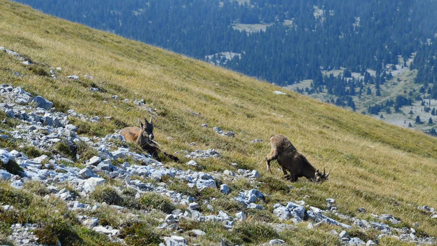 Chamois on an Austrian mountain slope