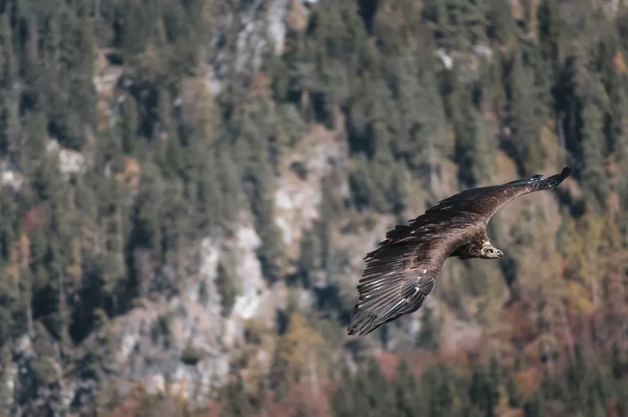 Golden eagle soaring above alpine peaks