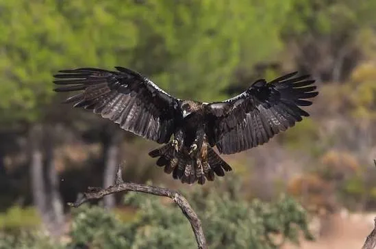 Golden Eagle