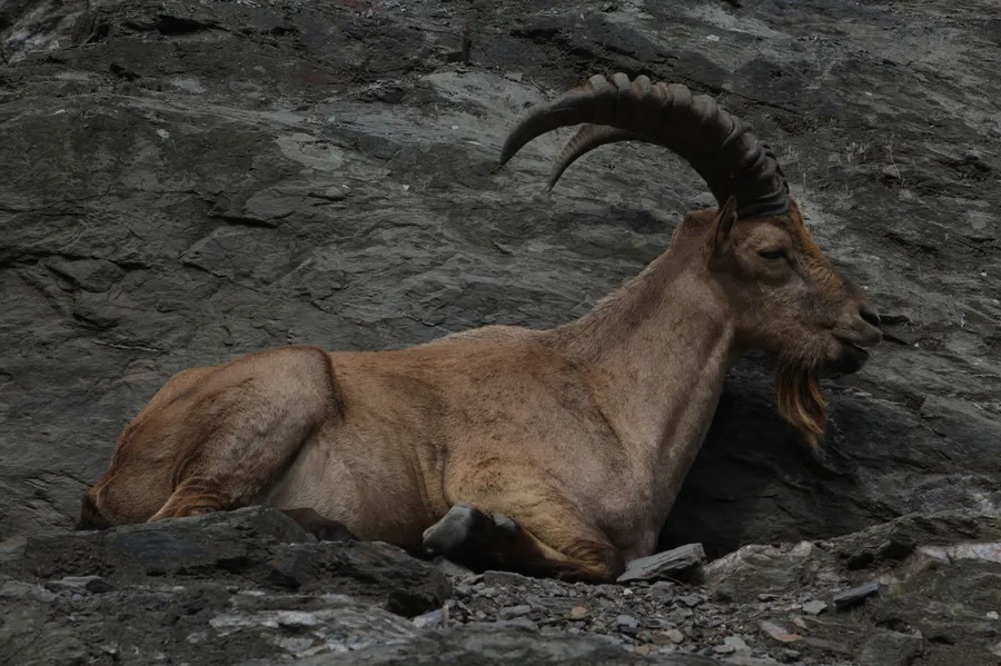 Alpine ibex with large curved horns