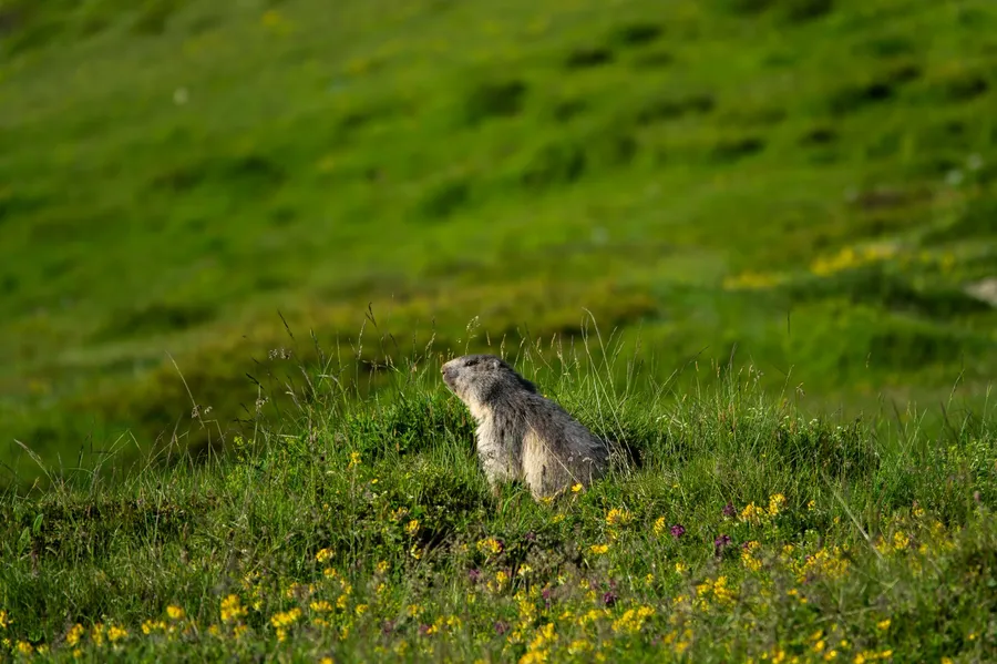 Alpine marmot standing upright in a meadow