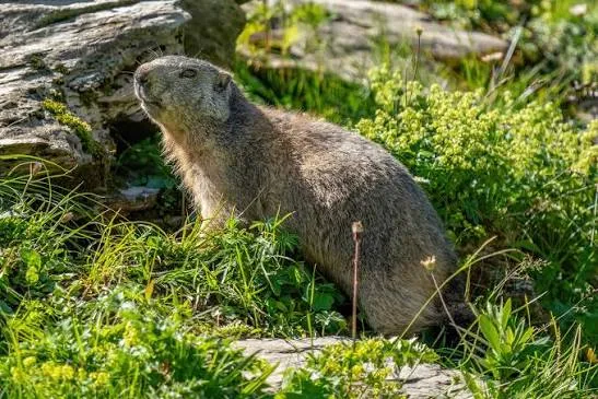 Alpine Marmot