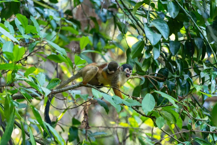 Dense tropical forest with wild monkeys