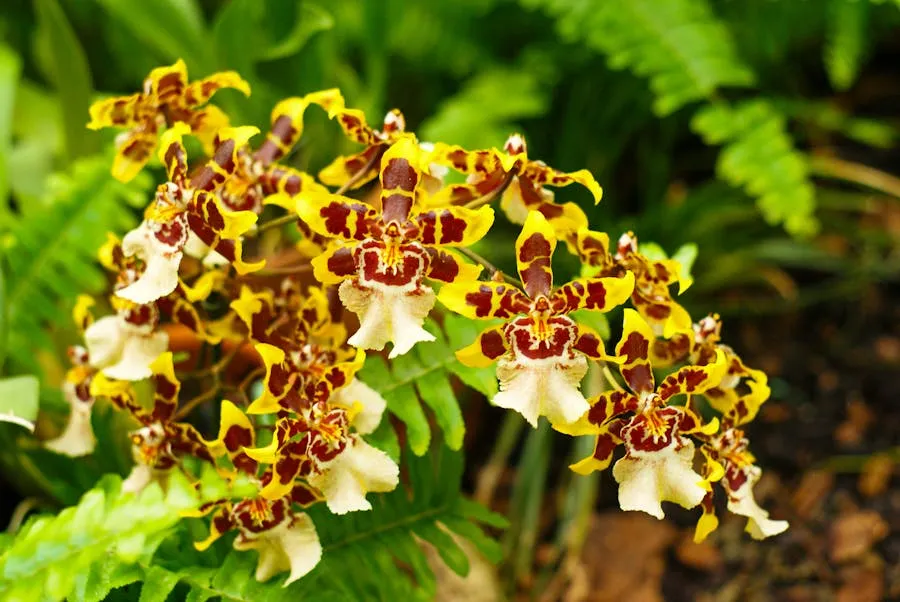 Tropical orchids in a botanical garden
