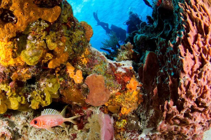 Snorkellers exploring coral reef near a shipwreck