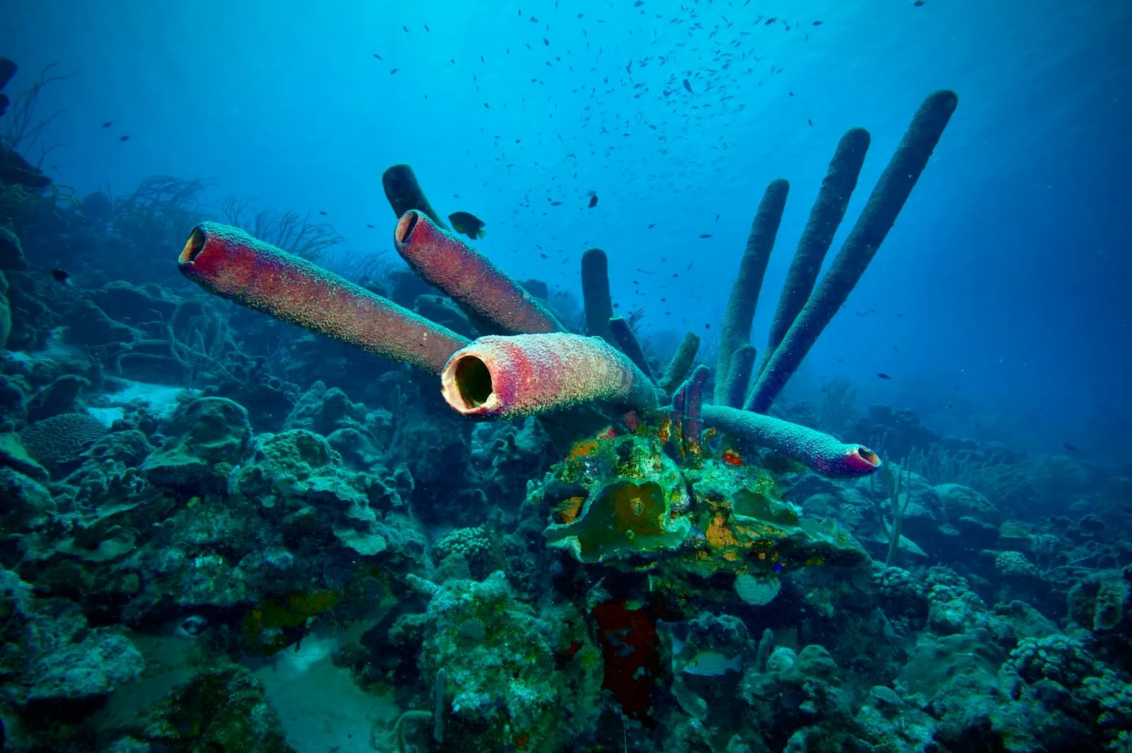 Colourful coral reef with tube sponges in clear Caribbean water