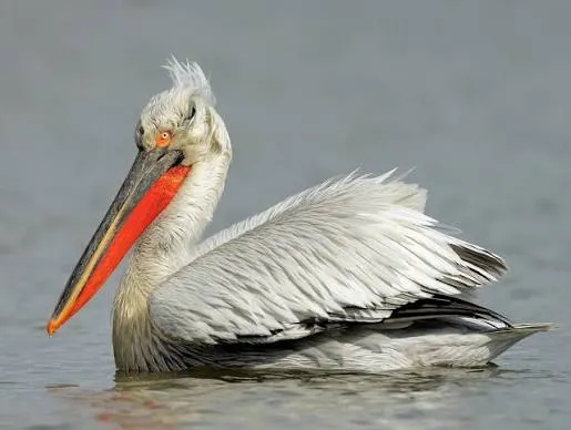 Brown Pelican