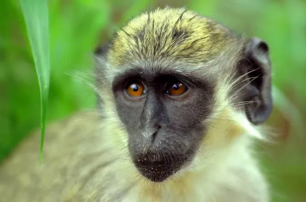 Green Monkey