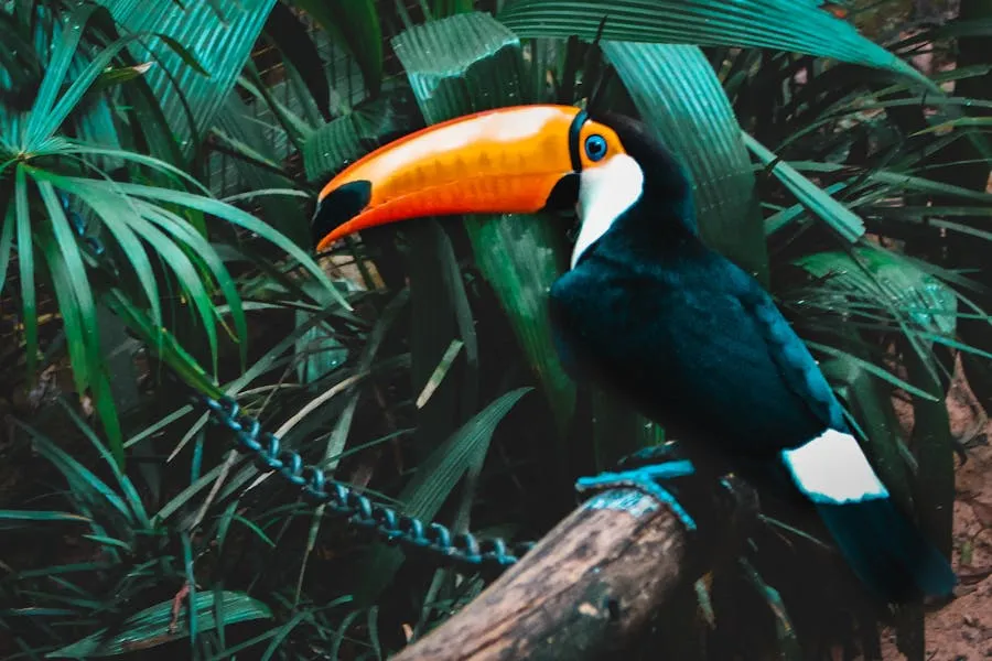Toco Toucan perched on a branch amidst tropical foliage in Foz do Iguaçu
