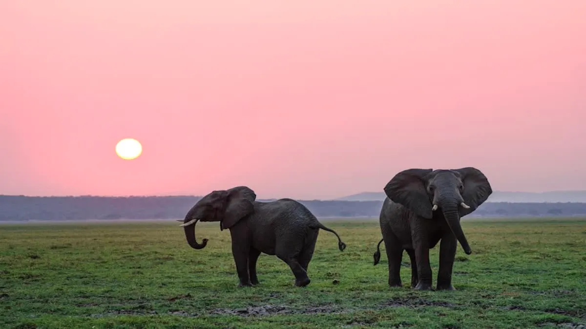 Asian elephant in natural forest habitat