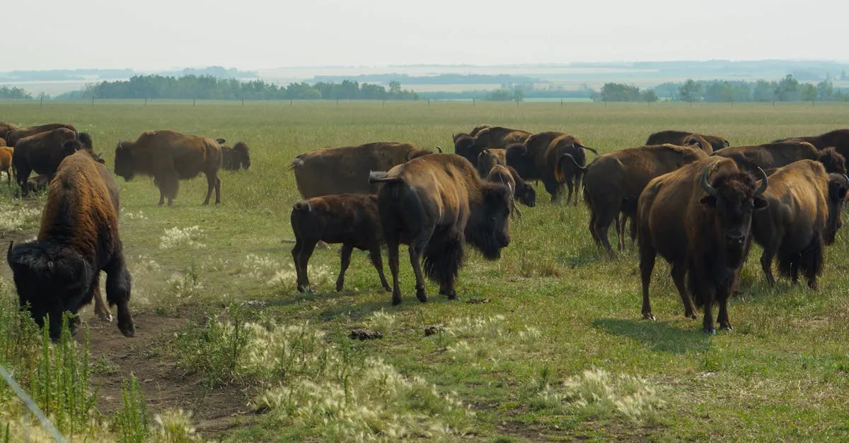 Grasslands National Park prairie bison