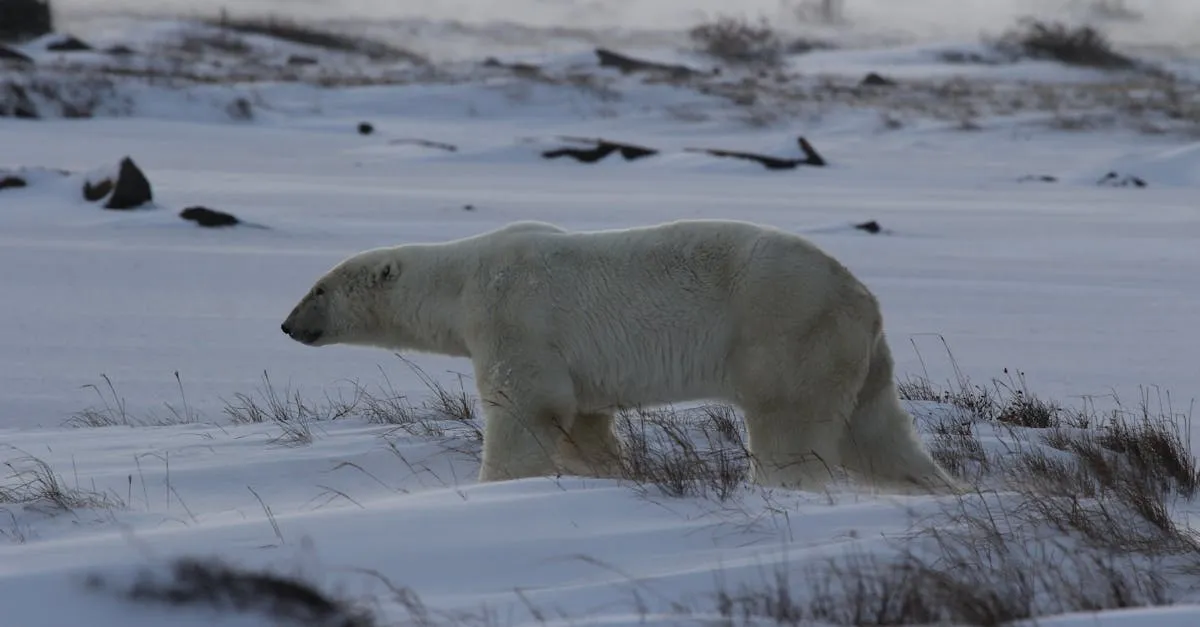 Polar bear in Churchill Manitoba
