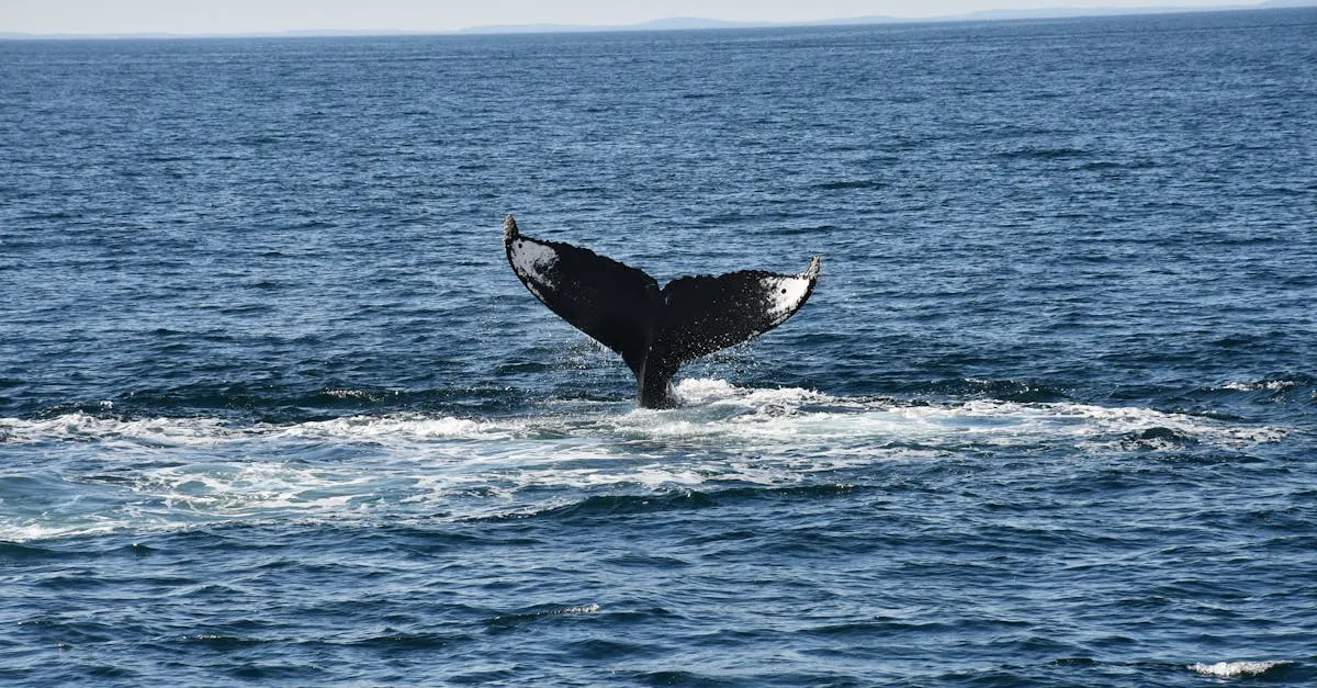 Humpback whale tail
