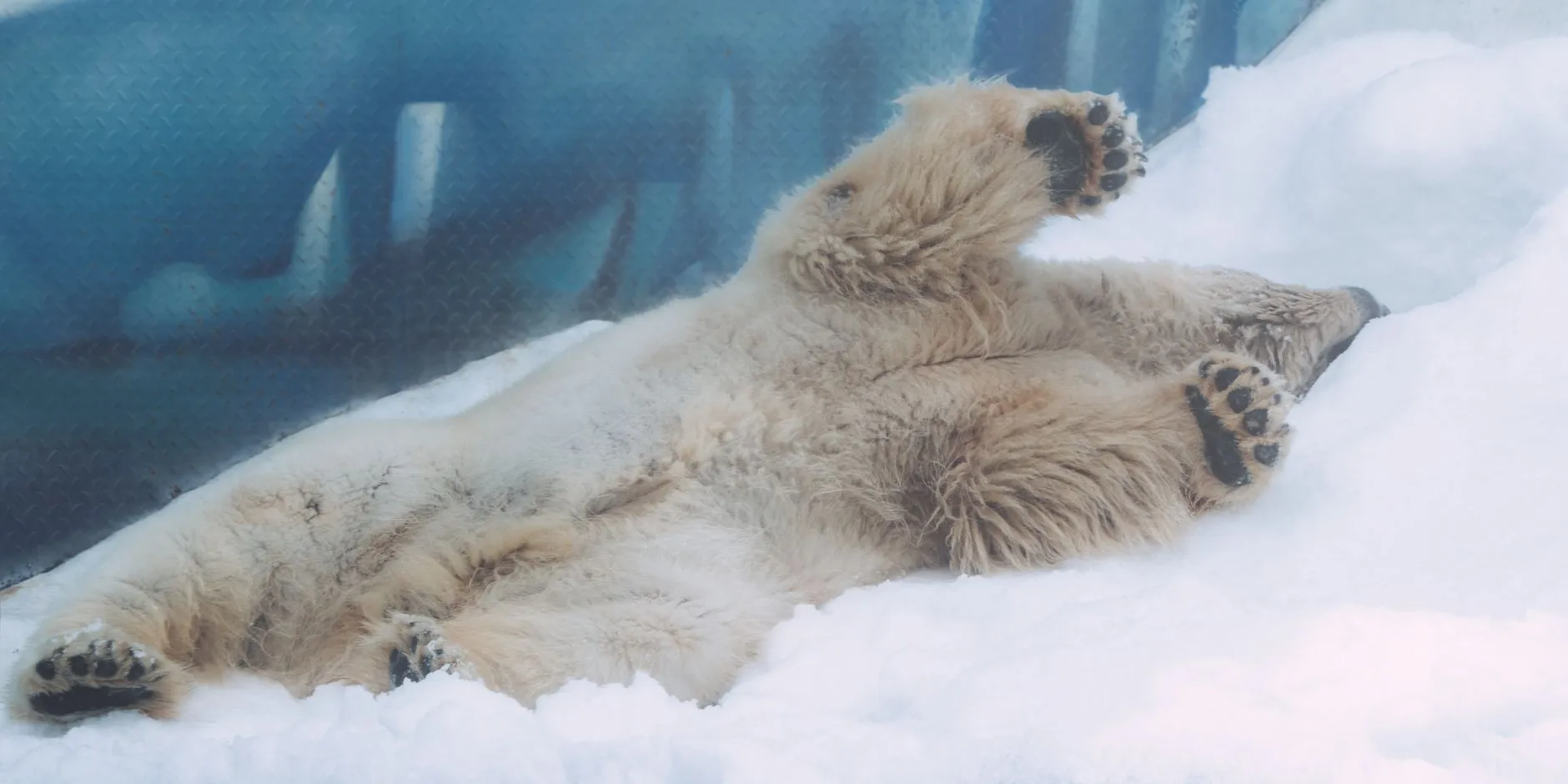 Polar bear in arctic snow