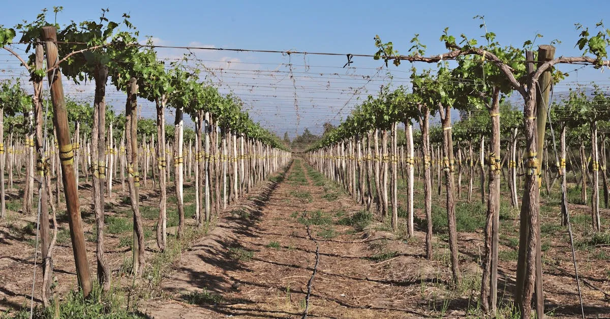 Chilean wine country vineyard