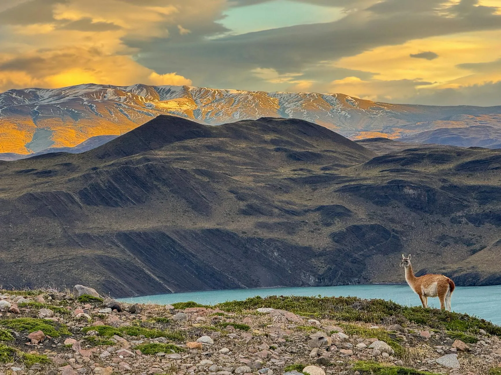Patagonian guanaco wildlife