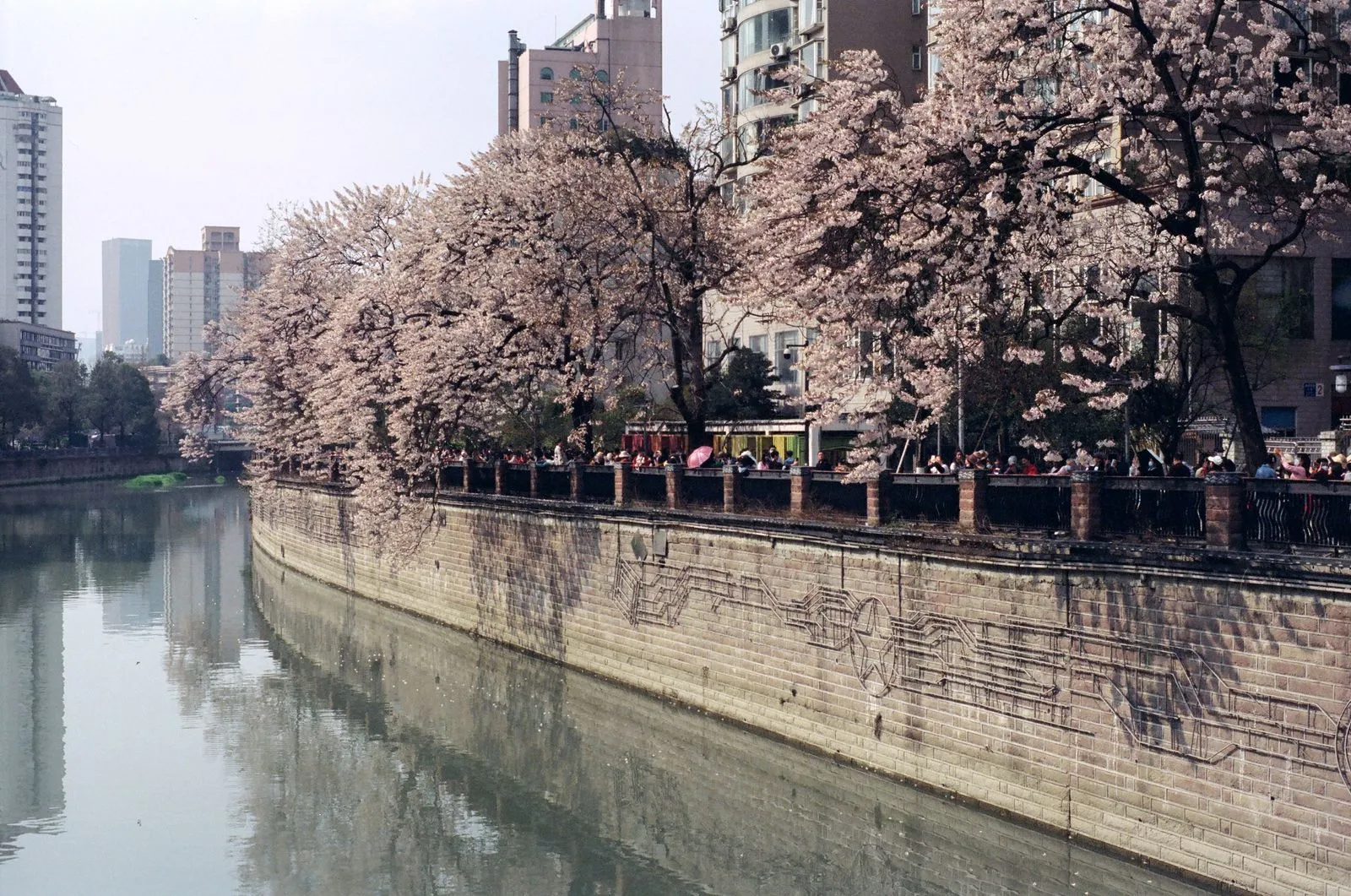 Cherry blossoms along a canal in a Chinese city during spring