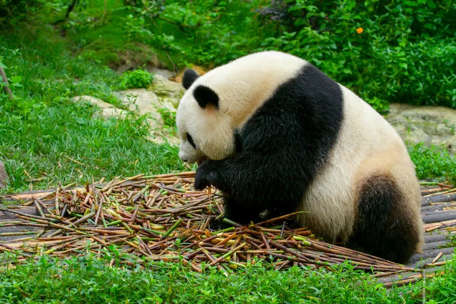 Giant panda eating bamboo at the Chengdu Research Base