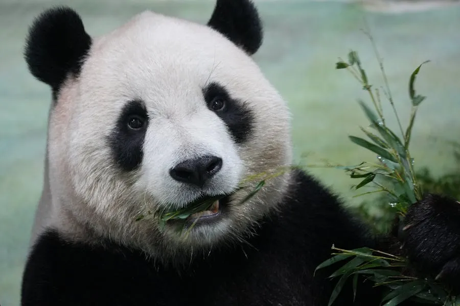 Giant panda eating bamboo at the Chengdu Research Base