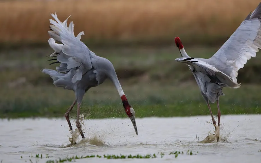 Red-crowned cranes standing in shallow wetland water