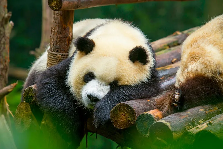 Giant panda resting in a tree at the Wolong Nature Reserve