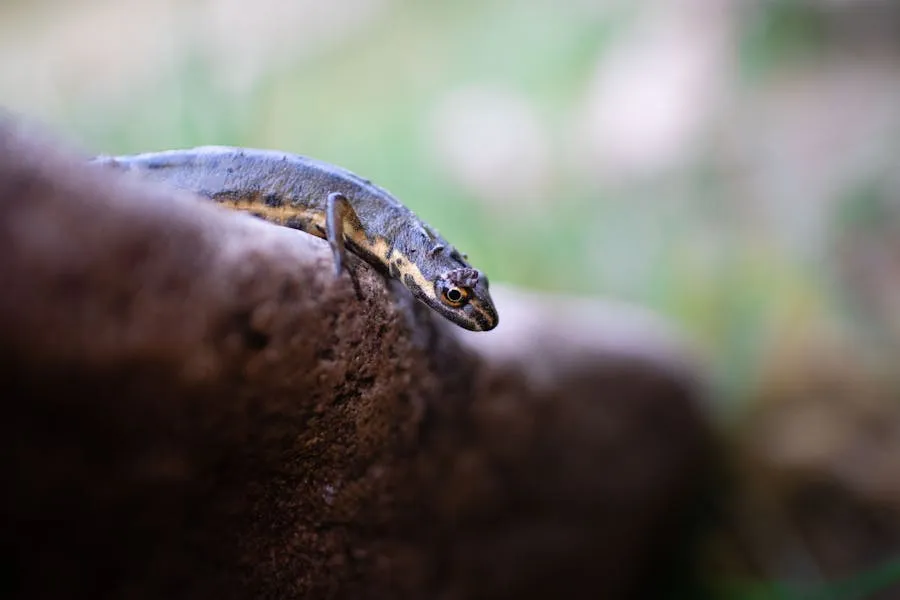 Chinese giant salamander on rocks in a clear forest stream