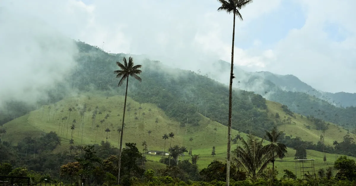 Cocora Valley palm trees