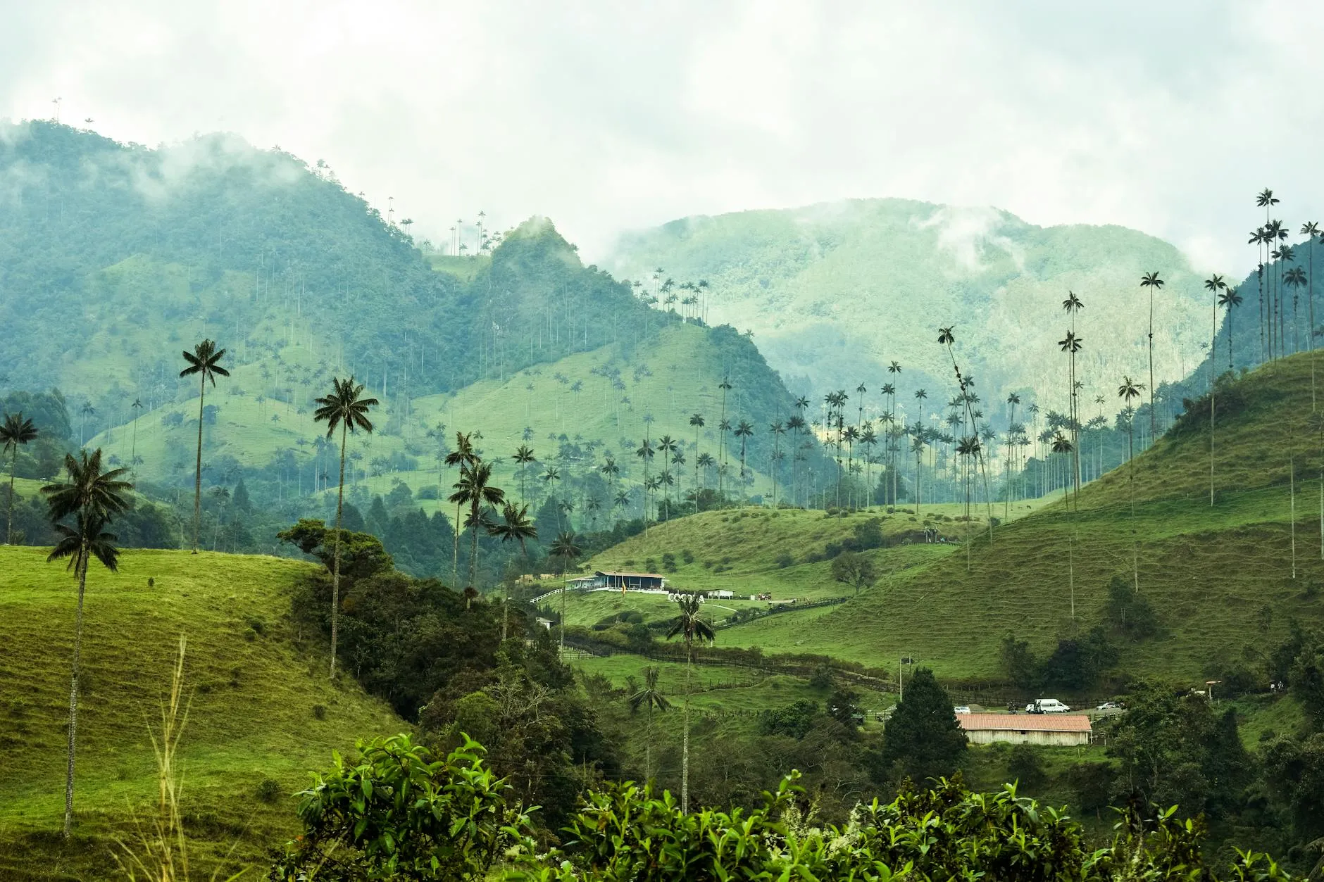 Andes, Coffee & South