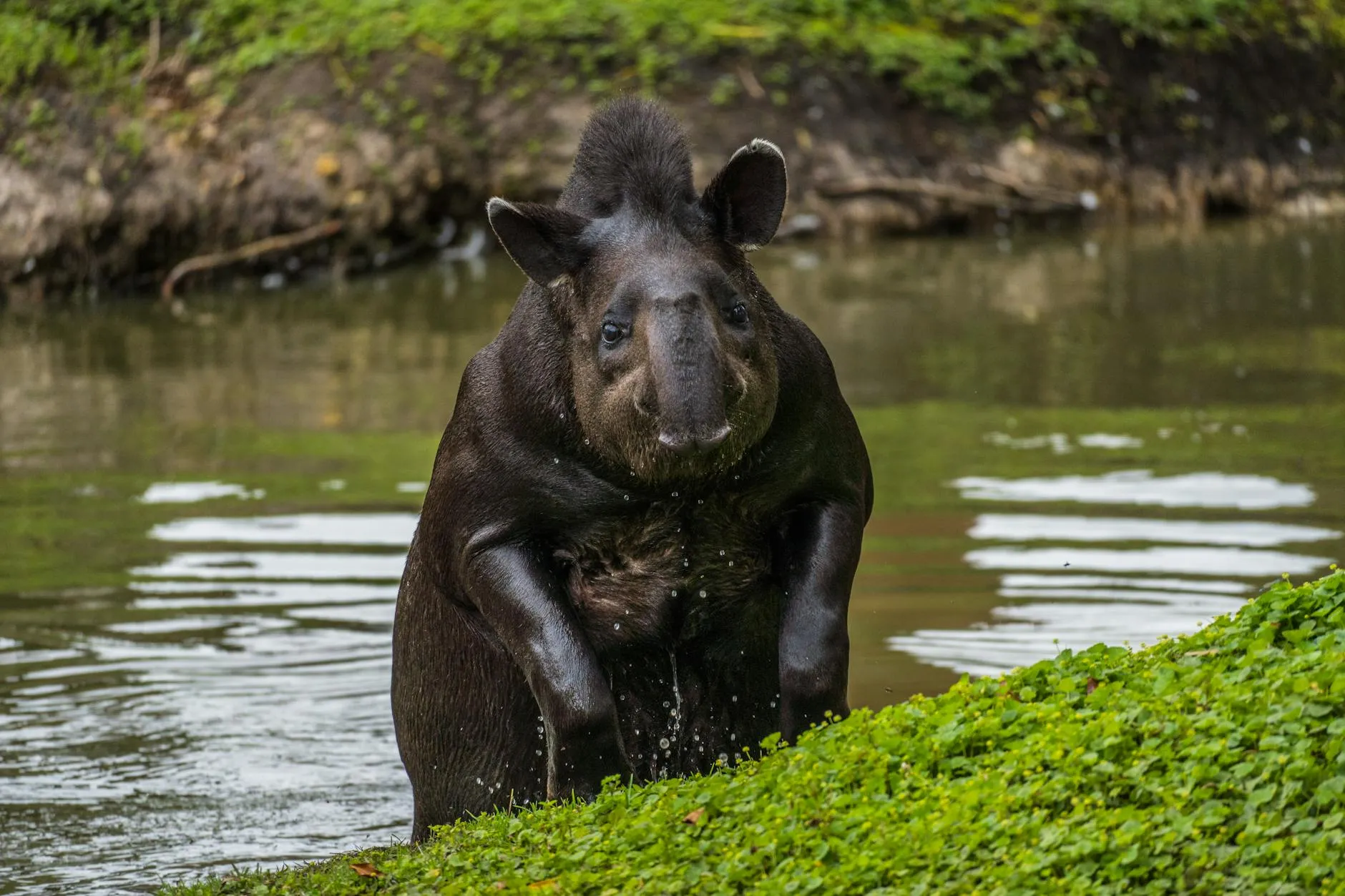 Close-up of a mountain tapir in a river setting, Cundinamarca, Colombia.