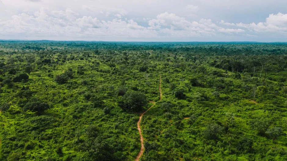 Tropical rainforest in Odzala-Kokoua