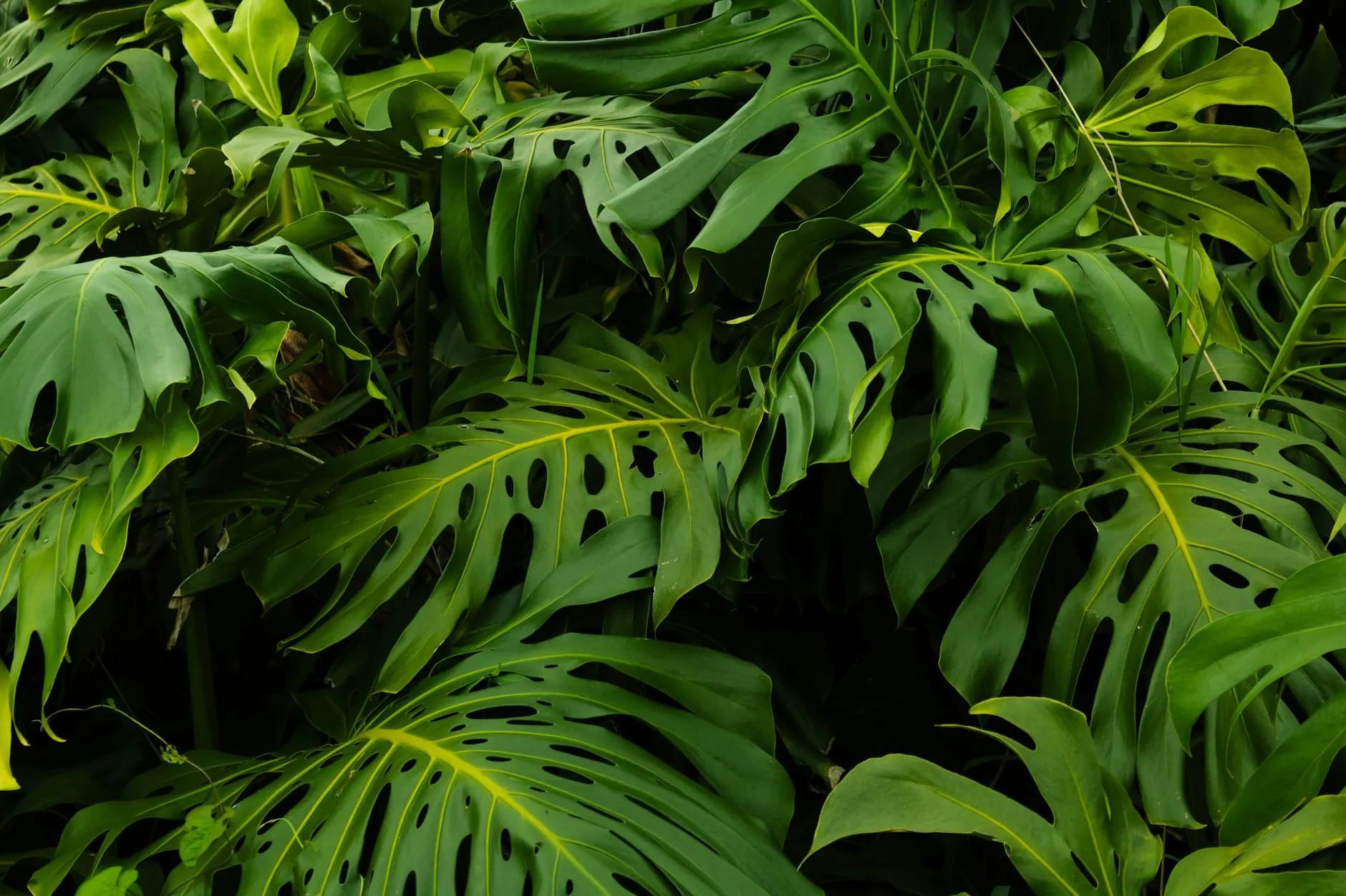 Congo Basin rainforest canopy
