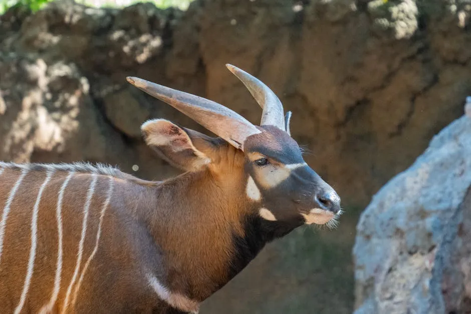 Bongo antelope with white stripes and curved horns