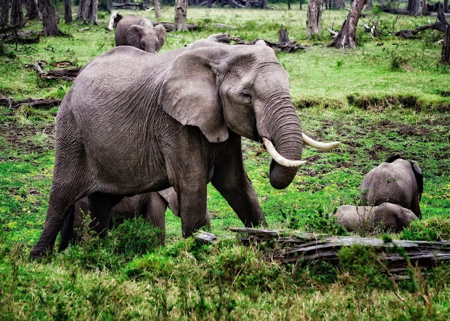African forest elephant in clearing