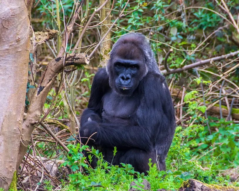 Western lowland gorilla silverback in rainforest