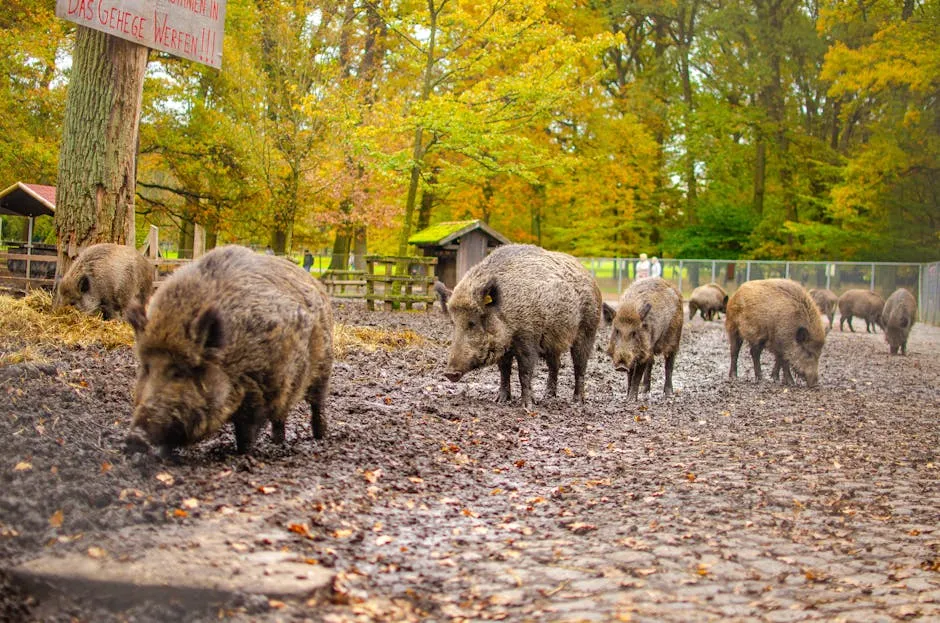 Giant forest hog foraging on forest floor