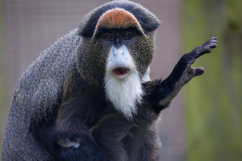 De Brazza's monkey with orange crown and white beard